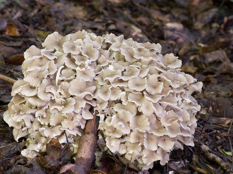 Polyporus umbellatus